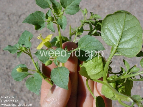 groundcherry, prairie